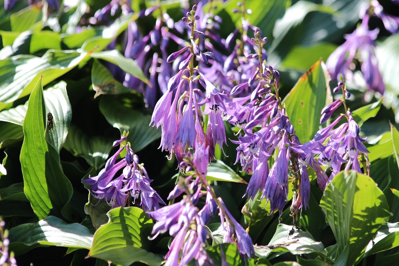 Firewall and Security Tools